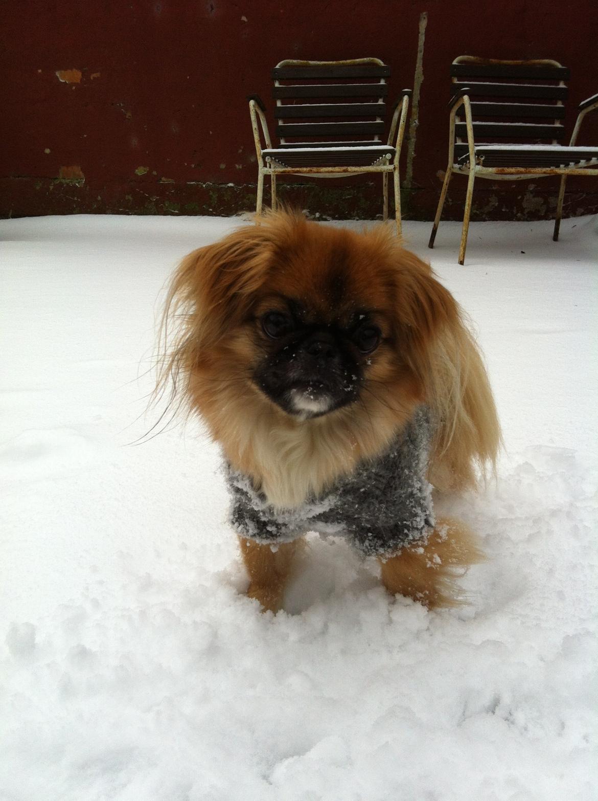 Pekingeser Django billede 1