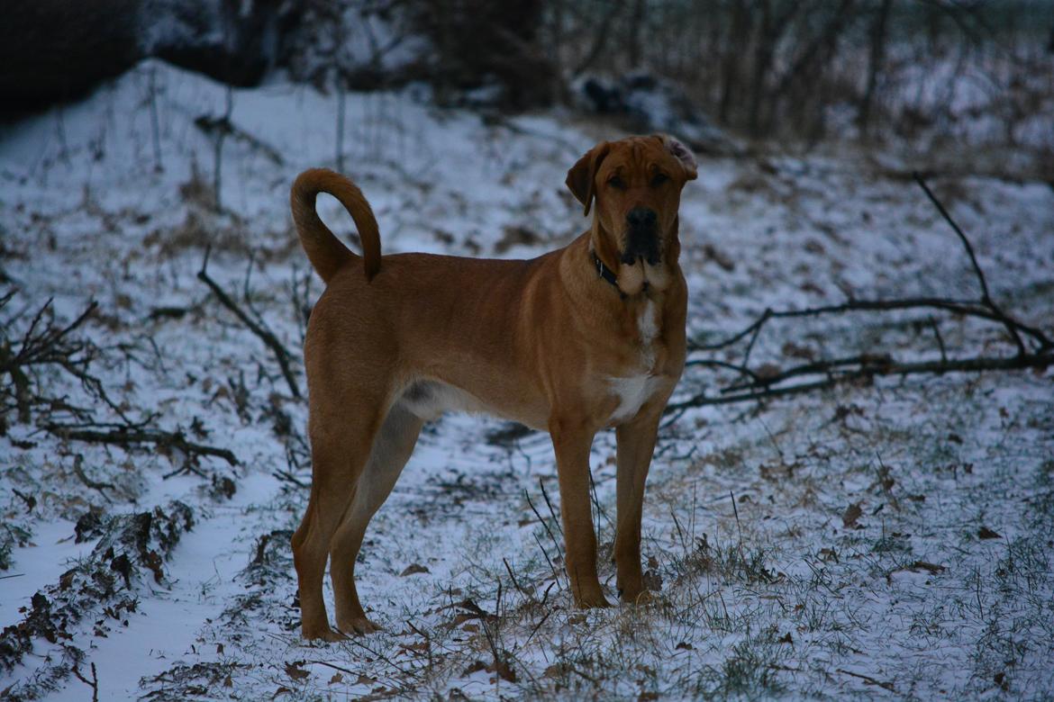 Broholmer Holballes Hjalte billede 4