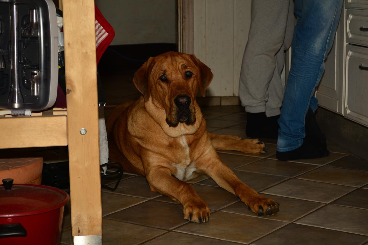 Broholmer Holballes Hjalte billede 5