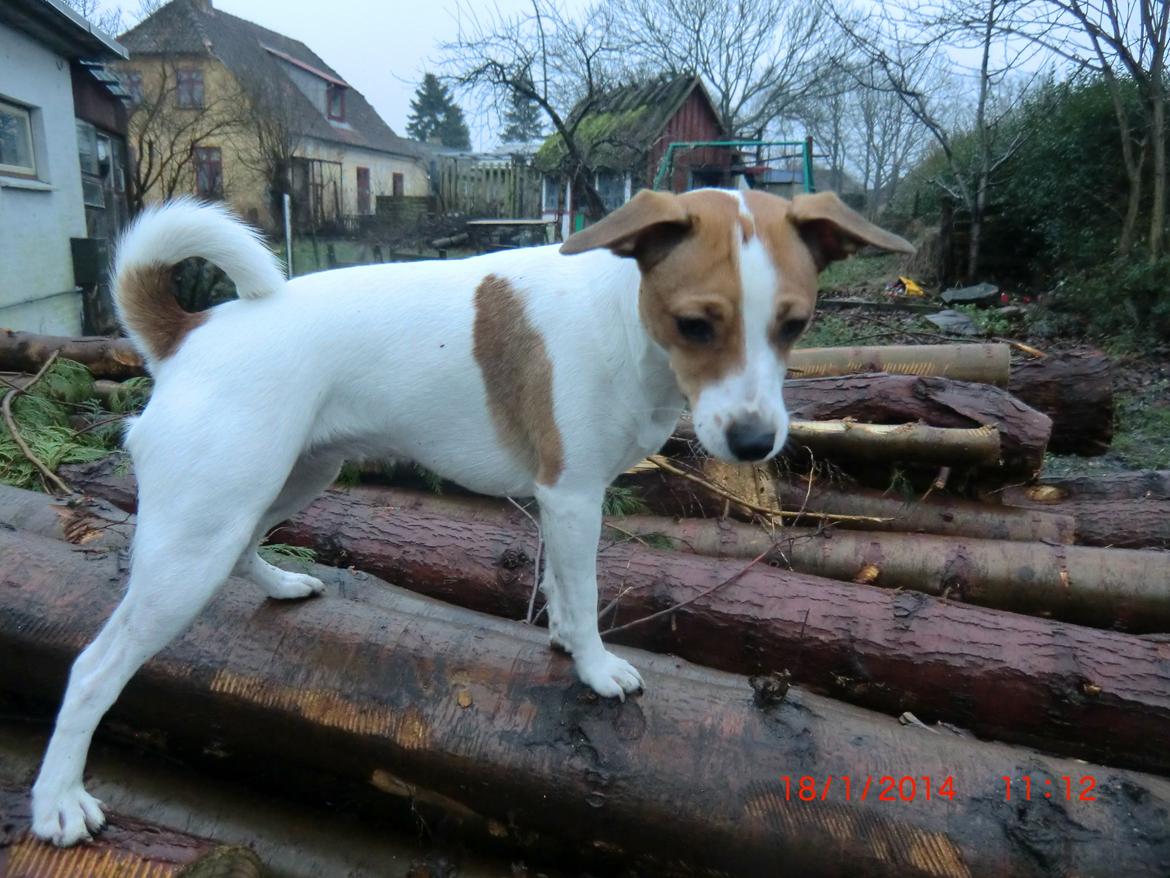 Dansk svensk gaardhund Liv billede 46