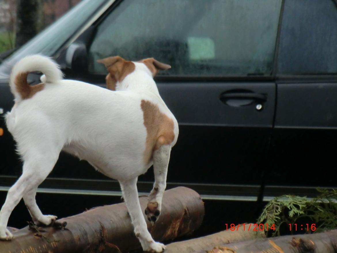 Dansk svensk gaardhund Liv billede 47