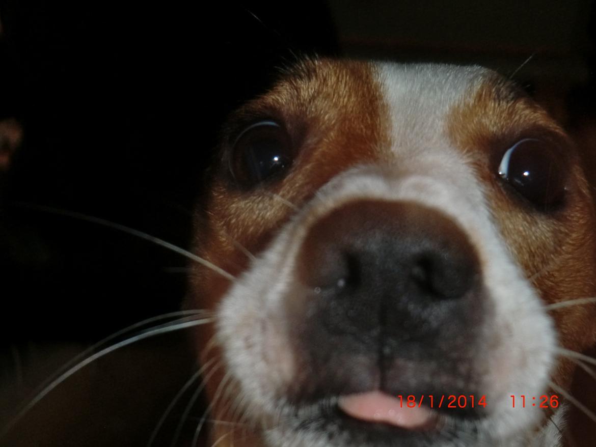 Dansk svensk gaardhund Liv billede 48