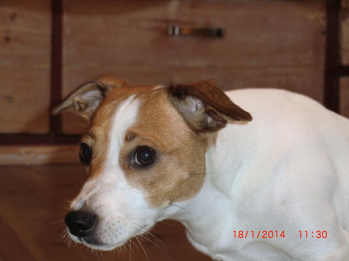 Dansk svensk gaardhund Liv billede 6