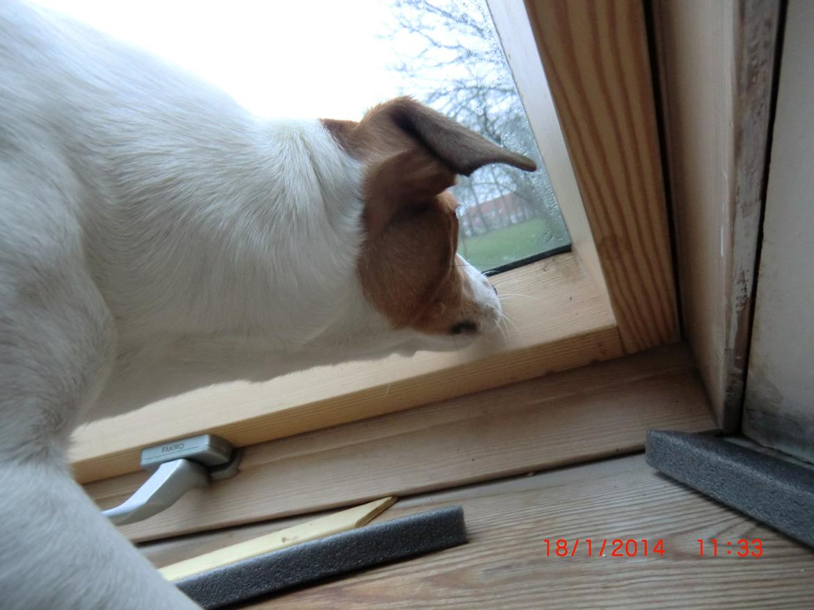 Dansk svensk gaardhund Liv billede 49