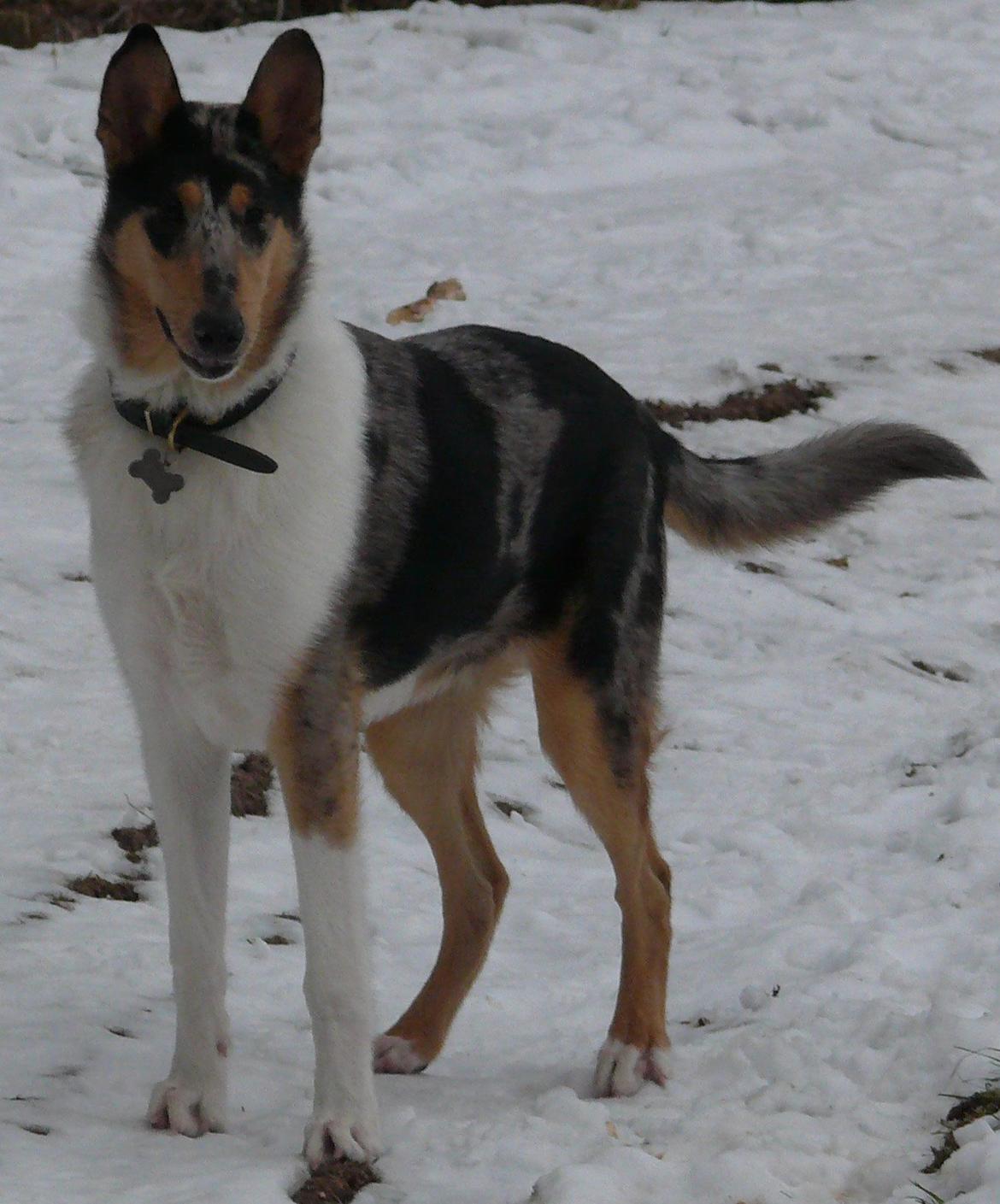 Collie korthåret Bluie RIP billede 3