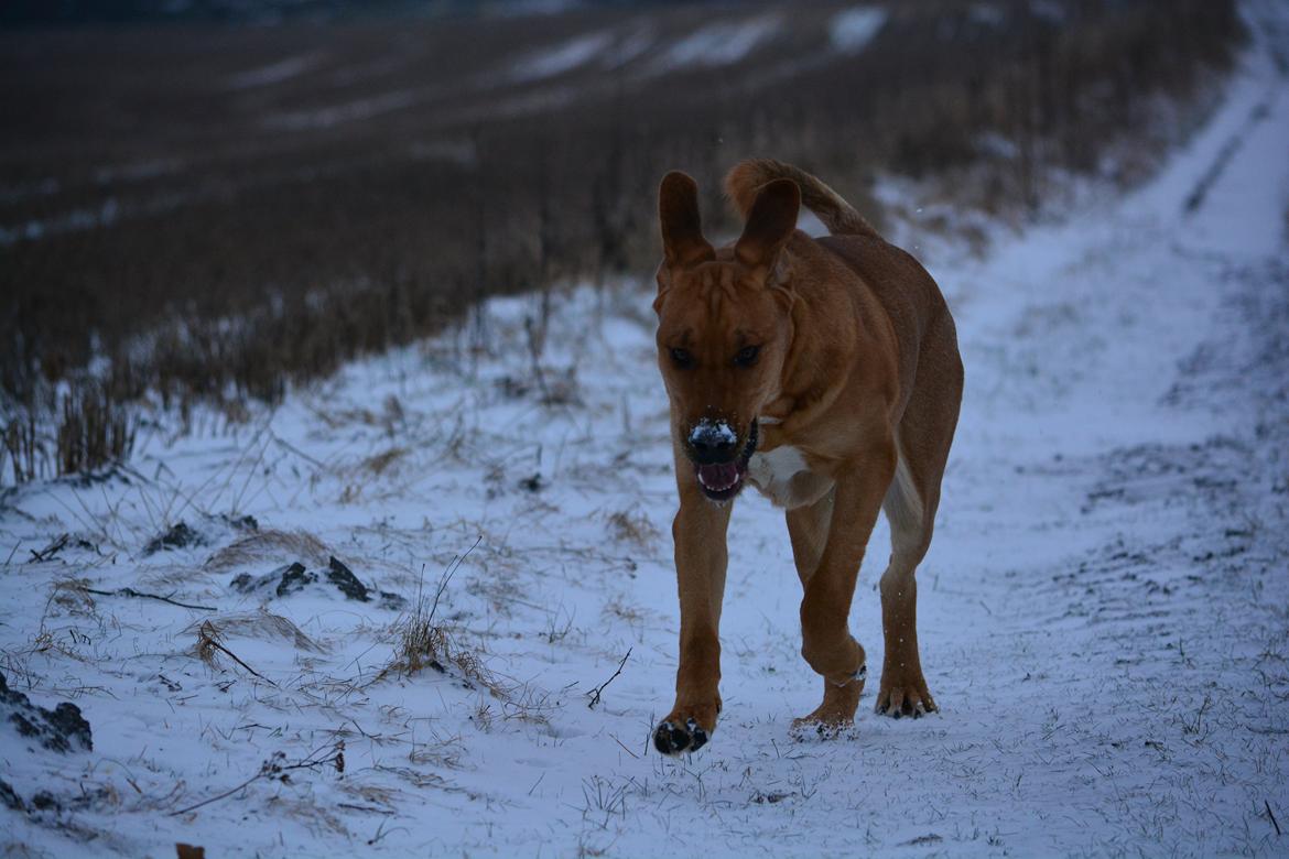 Broholmer Holballes Hjalte billede 7