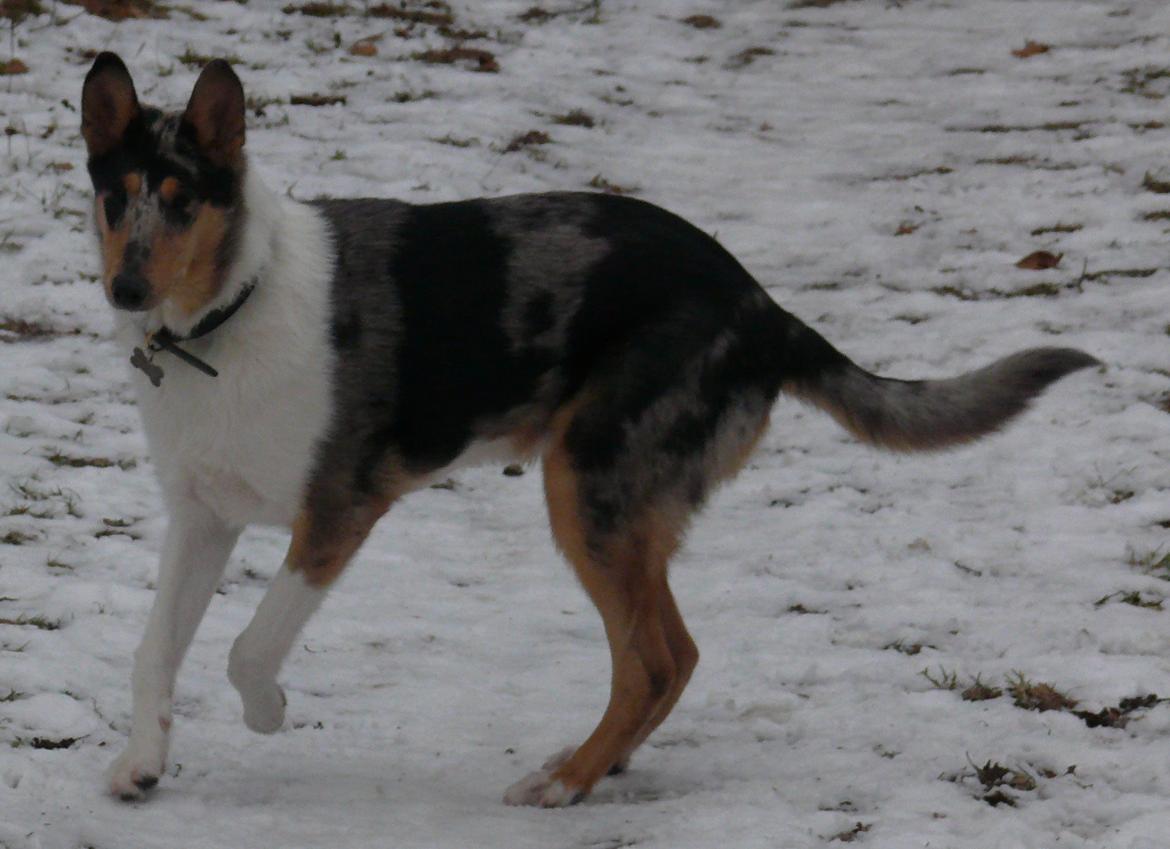 Collie korthåret Bluie RIP billede 5