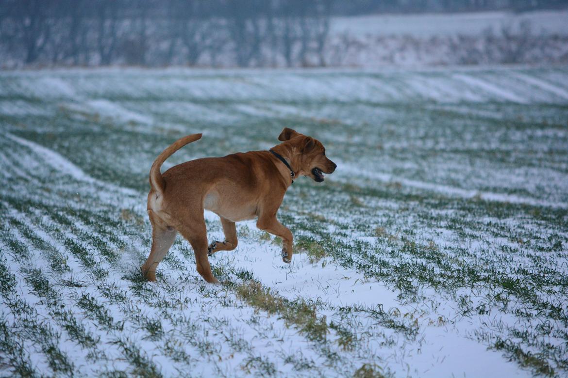 Broholmer Holballes Hjalte billede 8