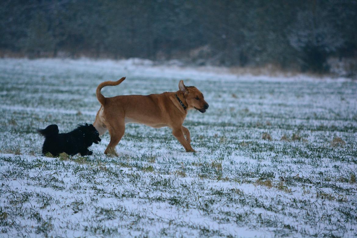 Broholmer Holballes Hjalte billede 9