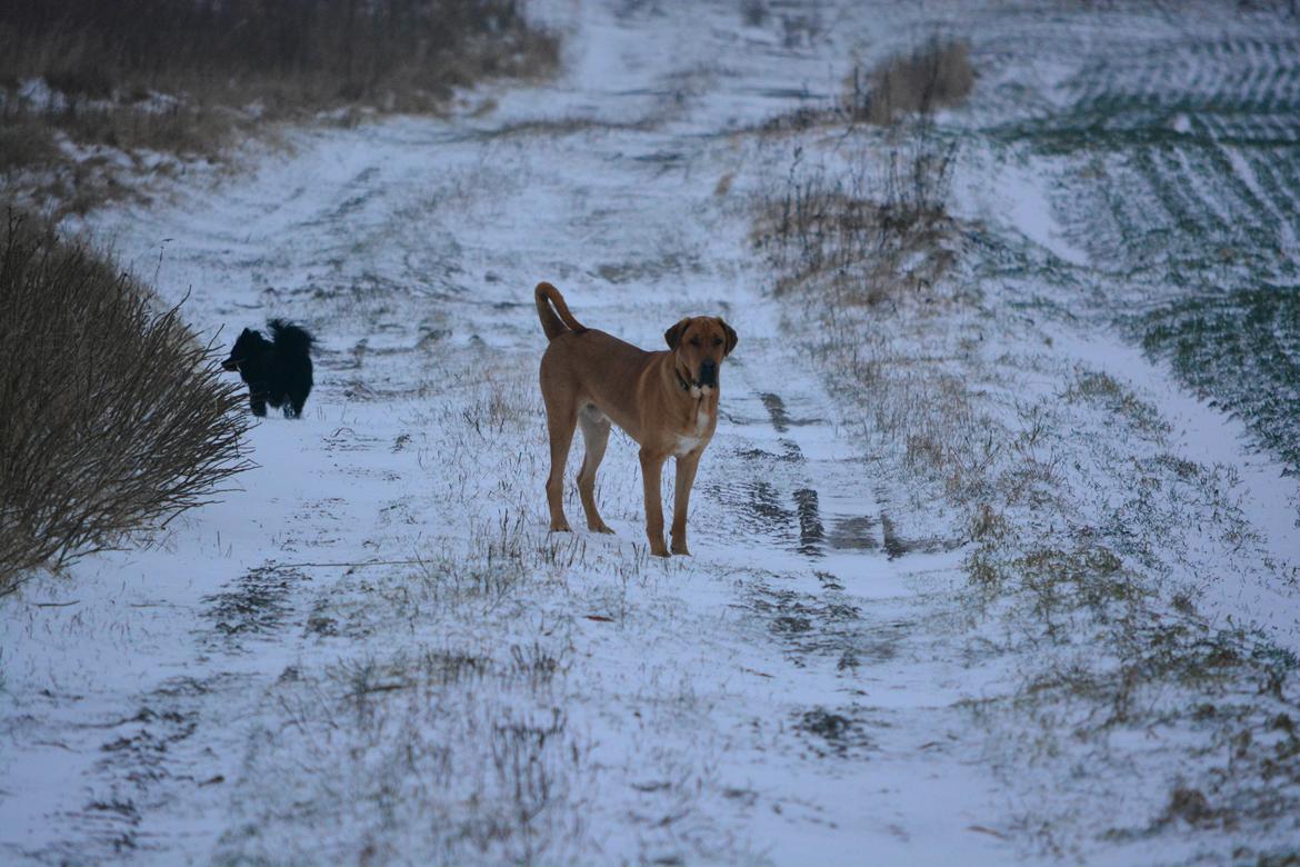 Broholmer Holballes Hjalte billede 10