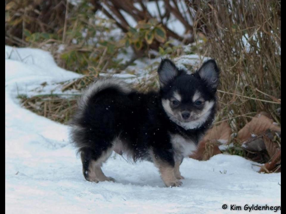 Chihuahua Dream billede 2