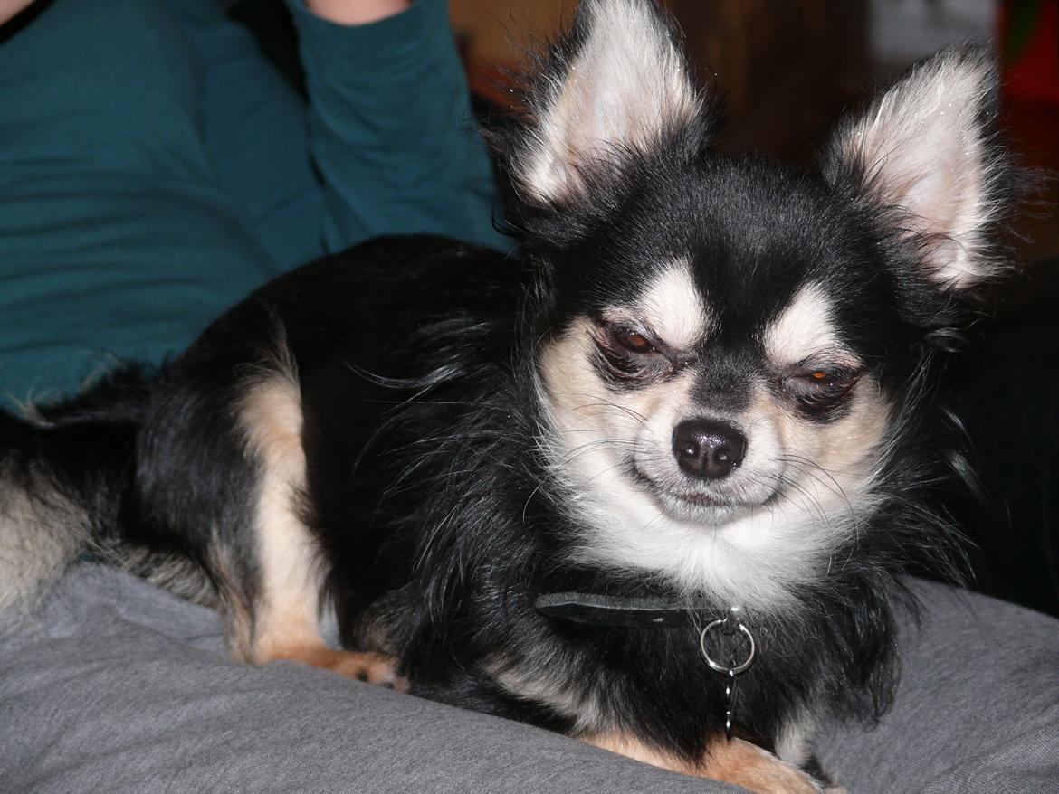 Chihuahua Dream billede 3