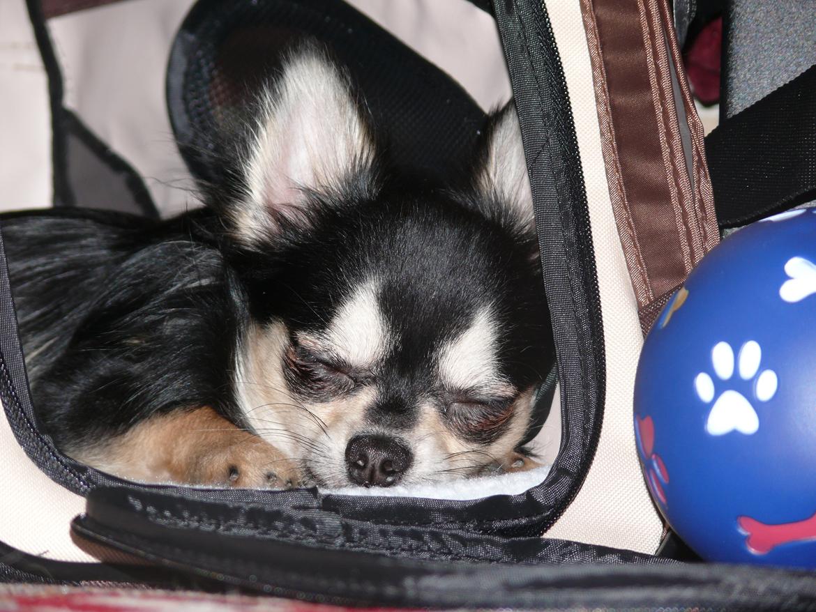 Chihuahua Dream billede 4