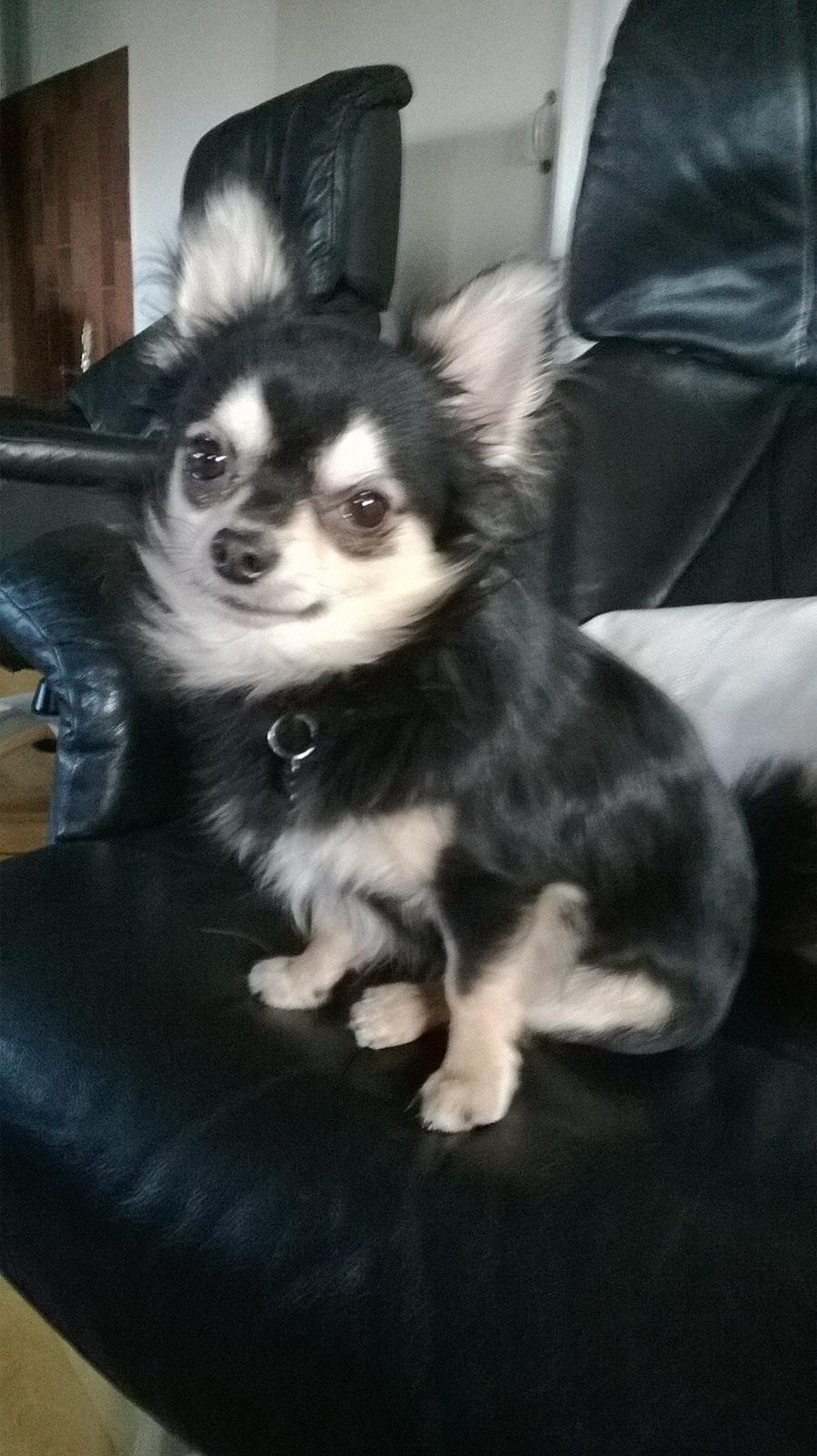 Chihuahua Dream billede 5