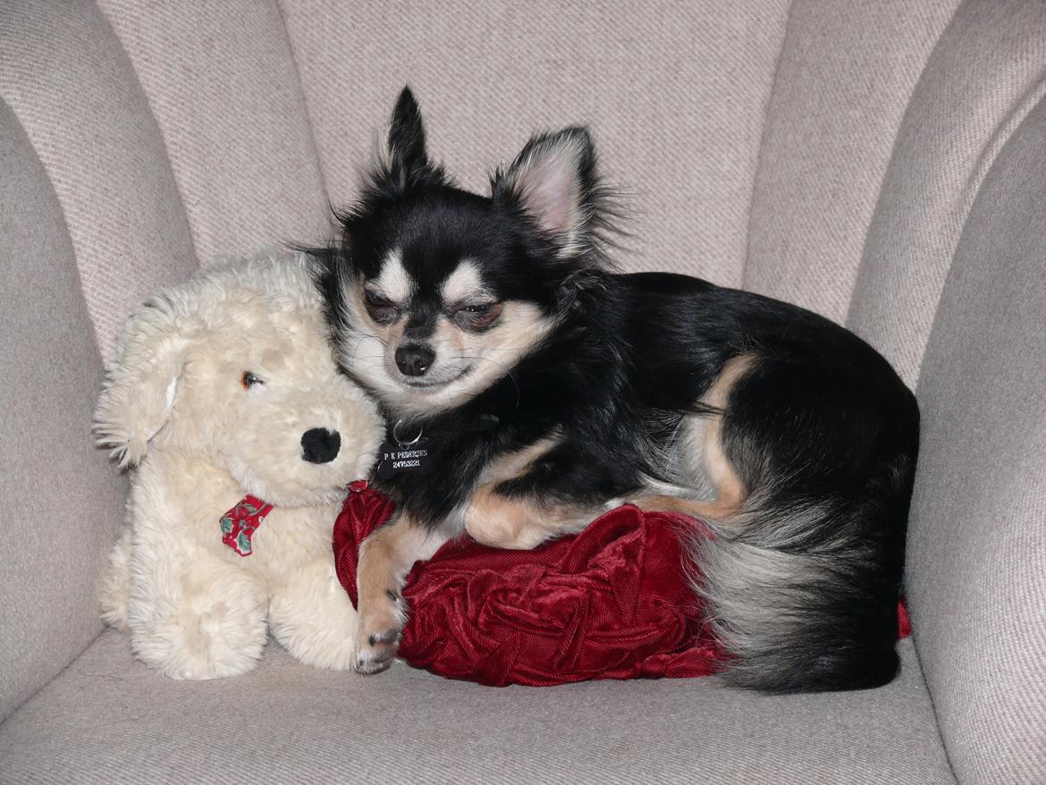 Chihuahua Dream billede 6