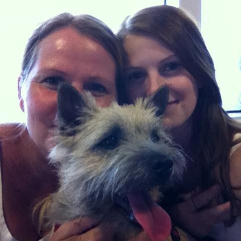 Cairn terrier Holly billede 1