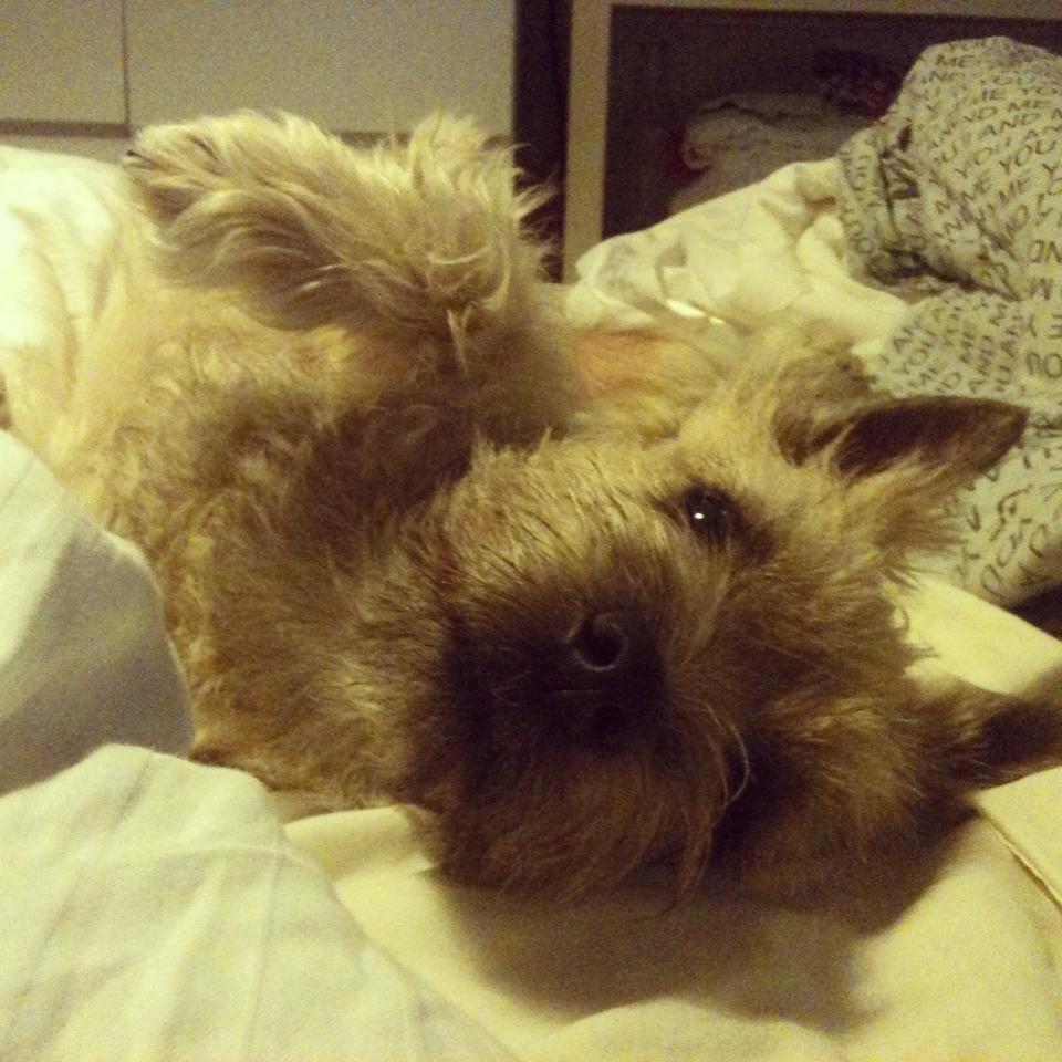Cairn terrier Holly billede 2