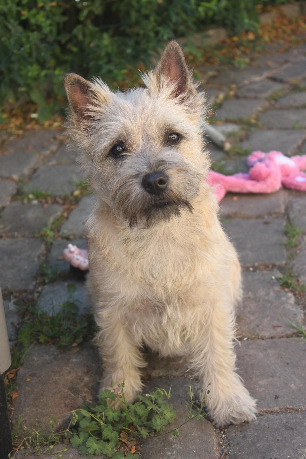 Cairn terrier Holly billede 4