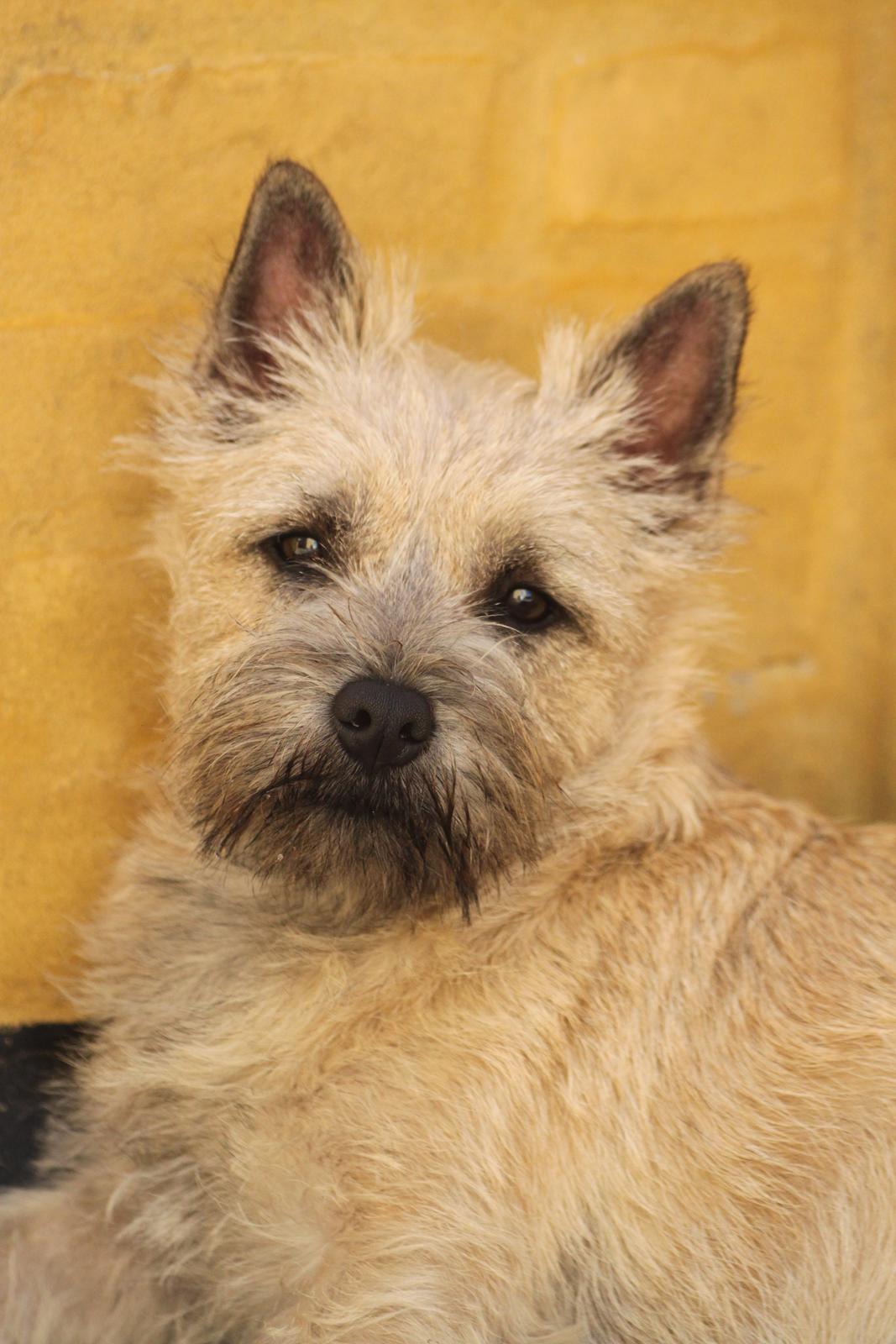 Cairn terrier Holly billede 5