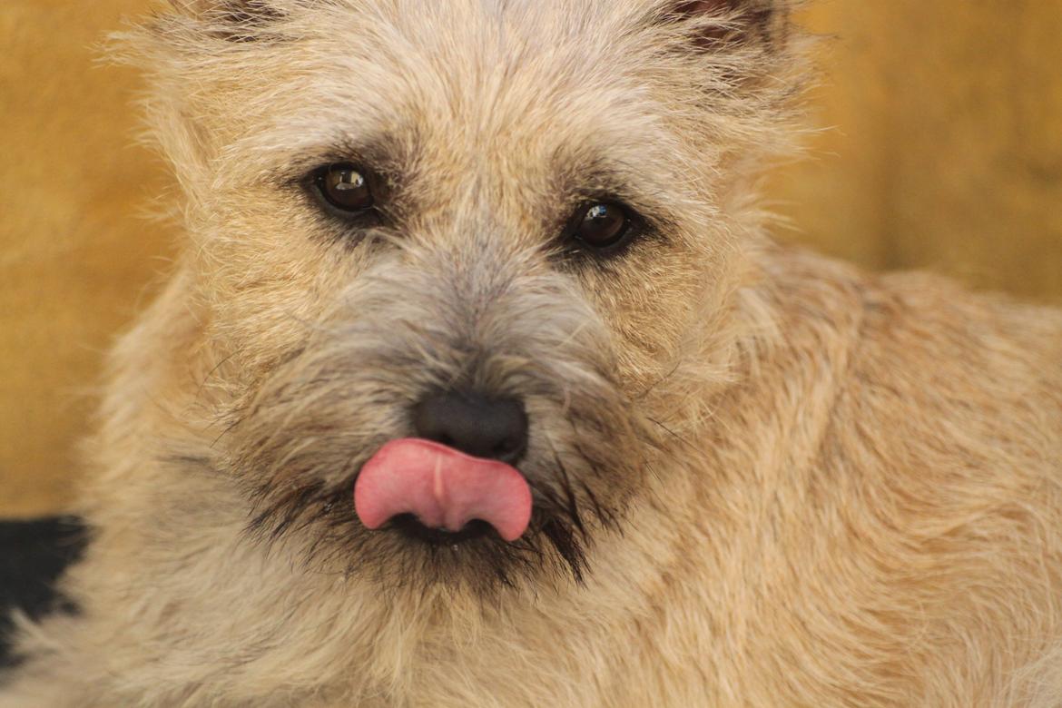 Cairn terrier Holly billede 6