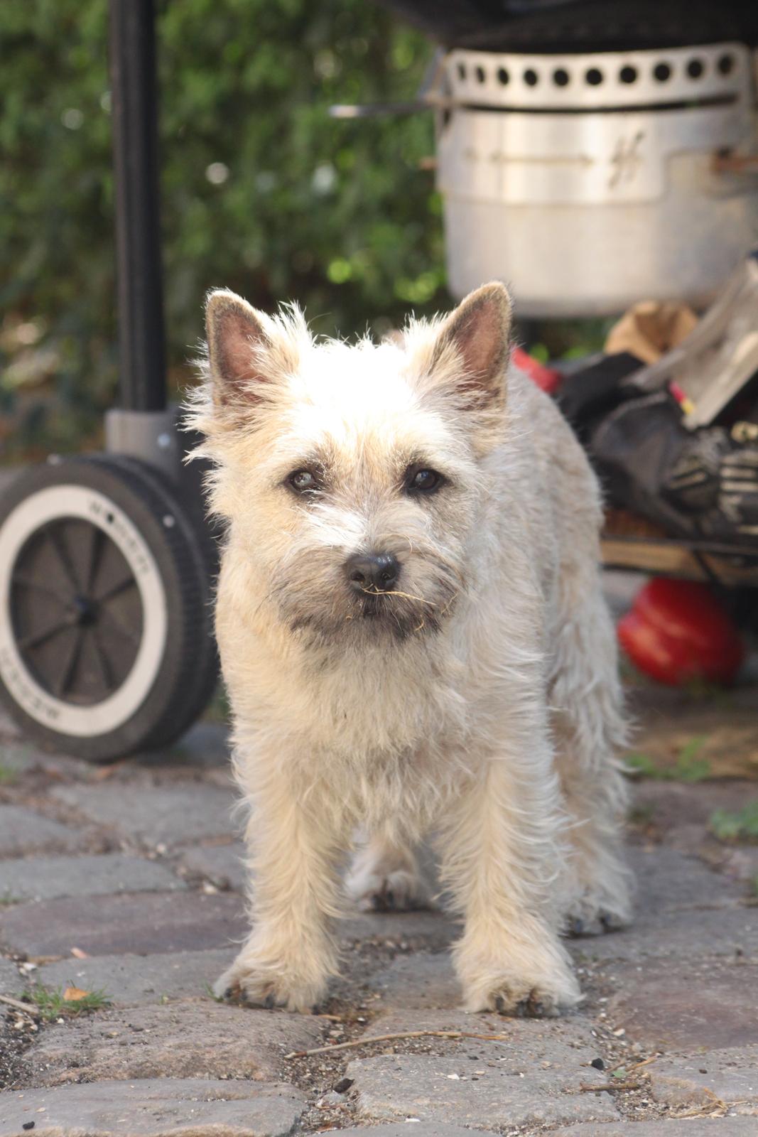Cairn terrier Holly billede 7