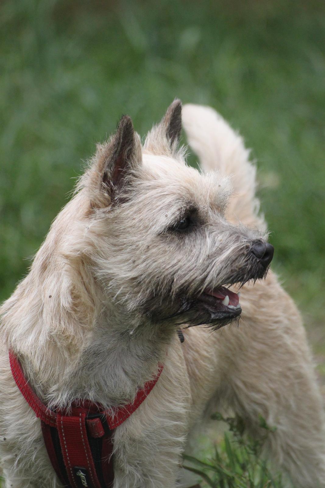 Cairn terrier Holly billede 8