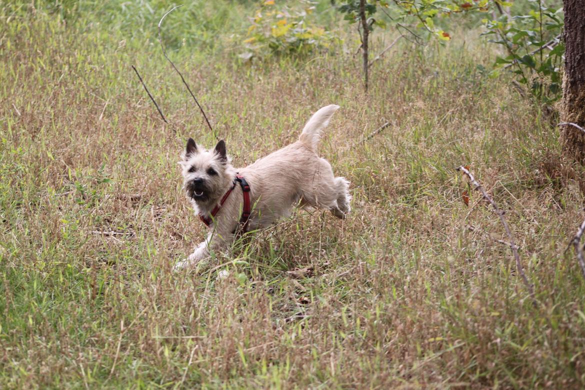 Cairn terrier Holly billede 9