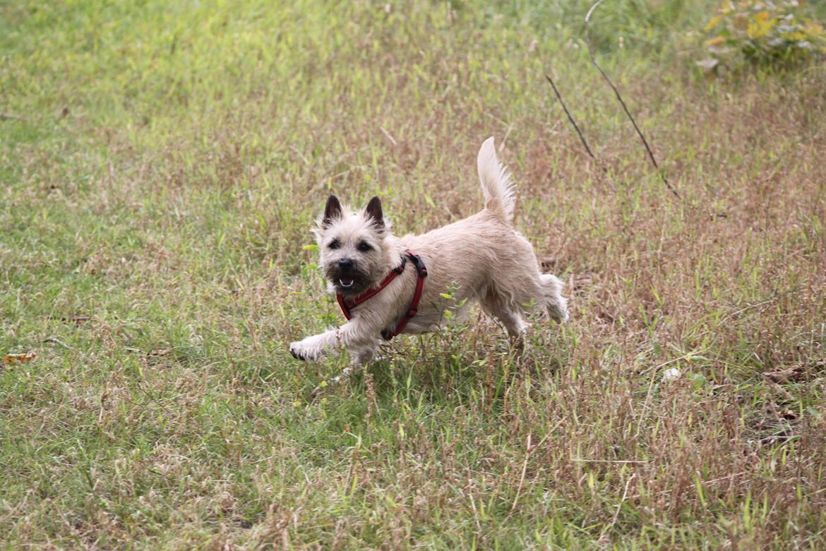 Cairn terrier Holly billede 10