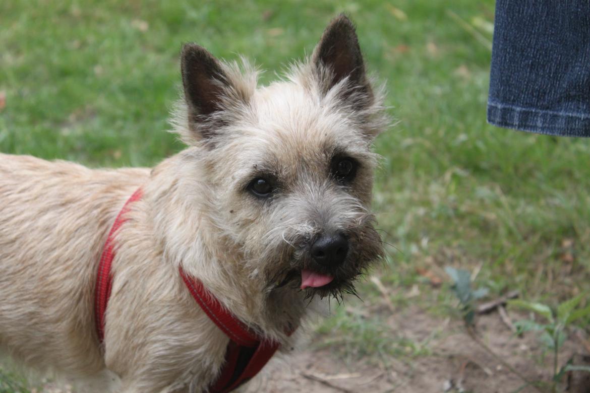 Cairn terrier Holly billede 11