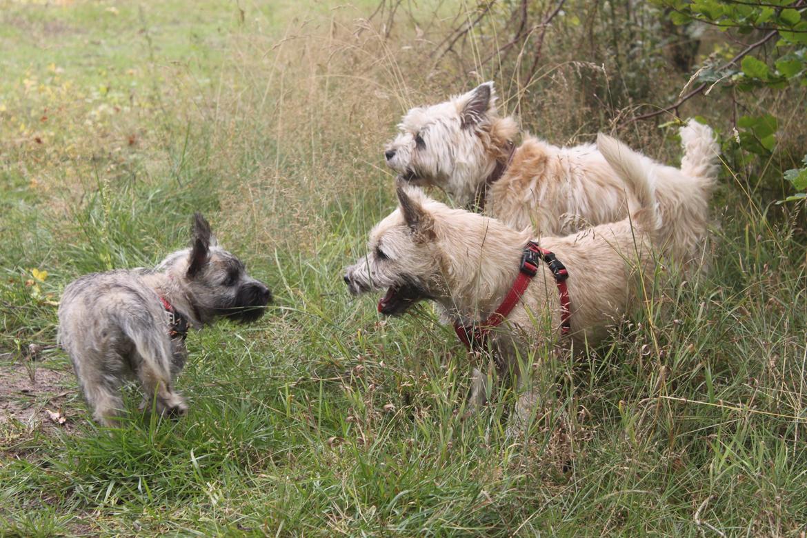 Cairn terrier Holly billede 12