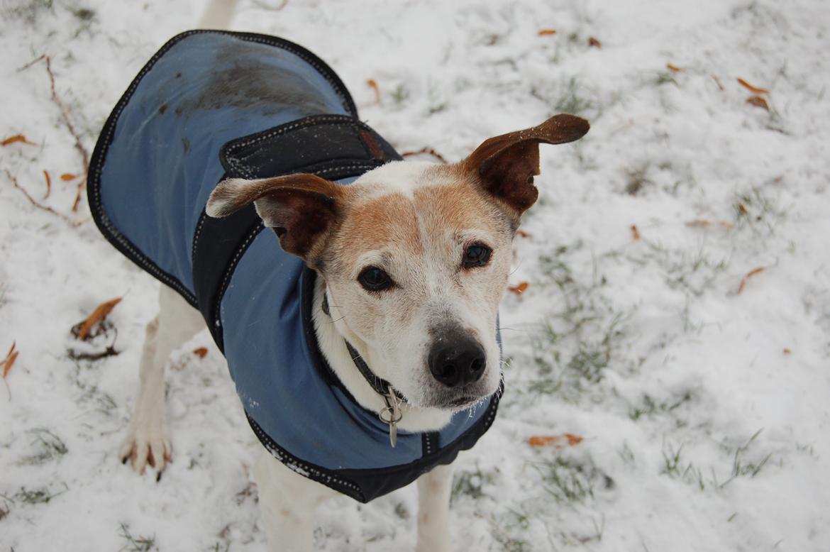 Dansk svensk gaardhund Buster - Januar vinter 2014 billede 21