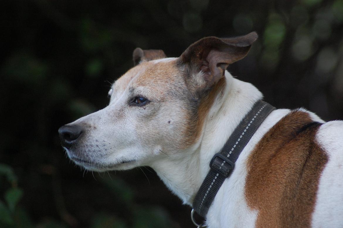 Dansk svensk gaardhund Buster - 2013 billede 22