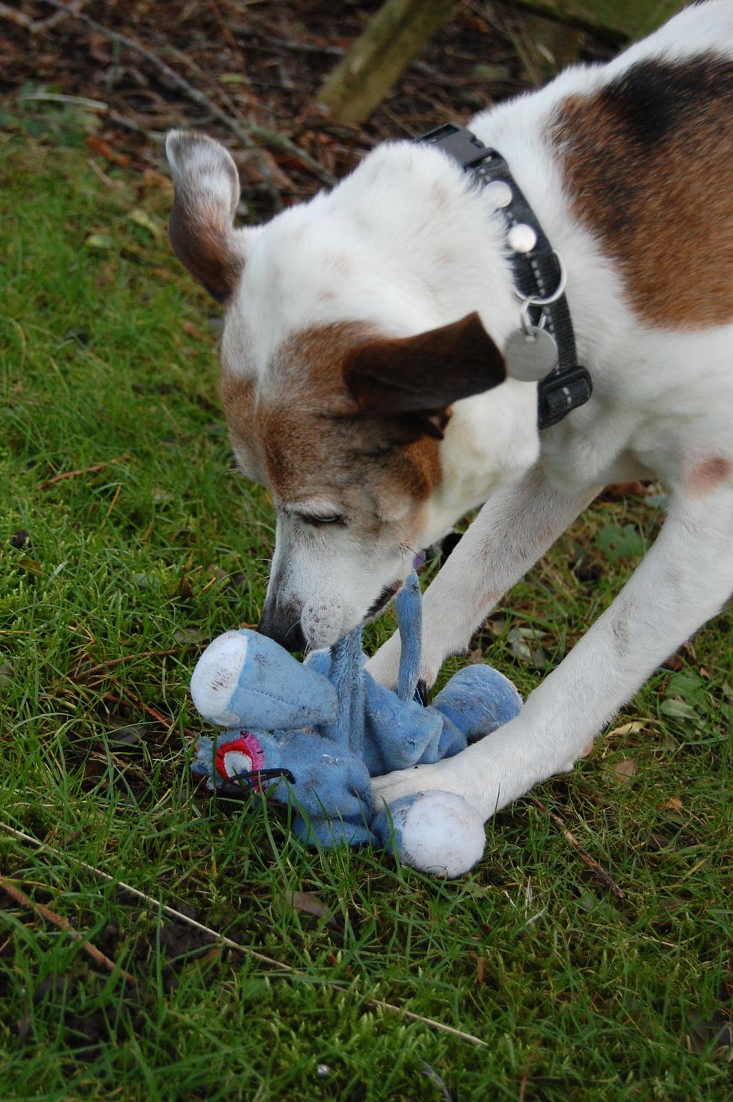 Dansk svensk gaardhund Buster - Januar 2014 billede 23