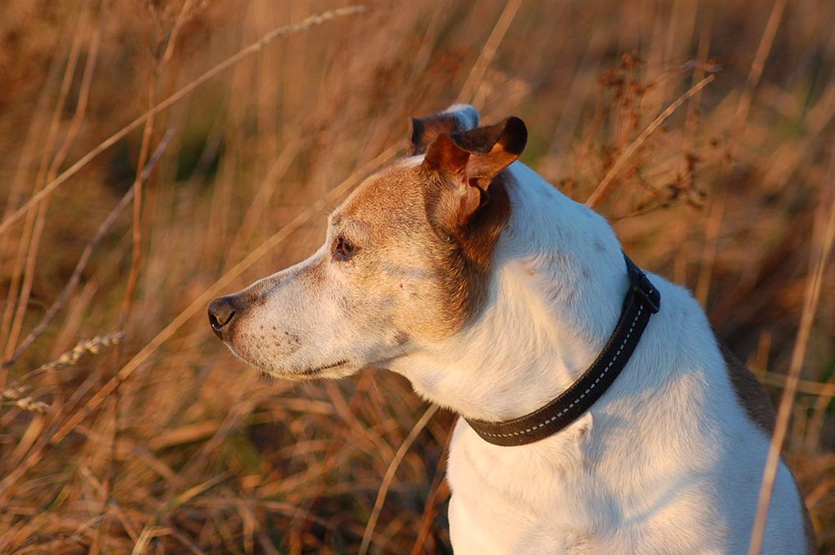Dansk svensk gaardhund Buster billede 24