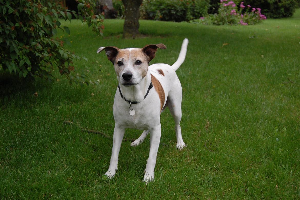 Dansk svensk gaardhund Buster billede 25