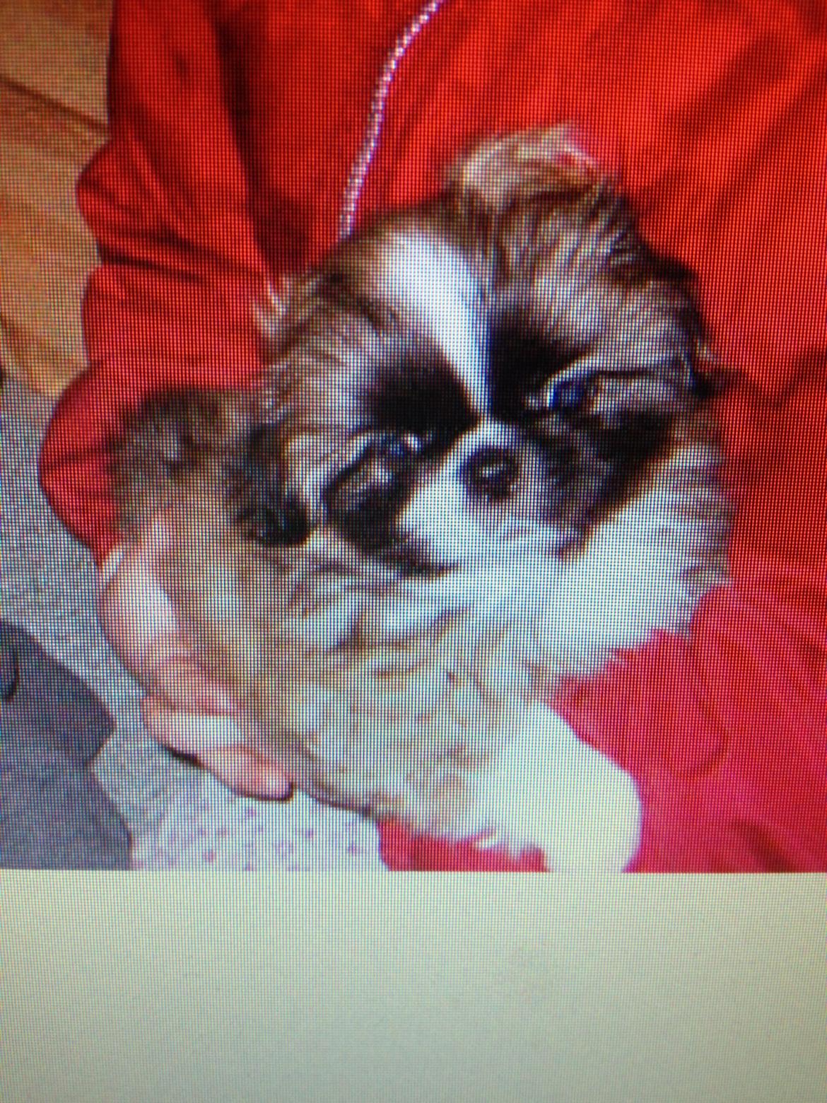 Pekingeser Theis - Baby Theis hos opdrætter 2003 billede 11