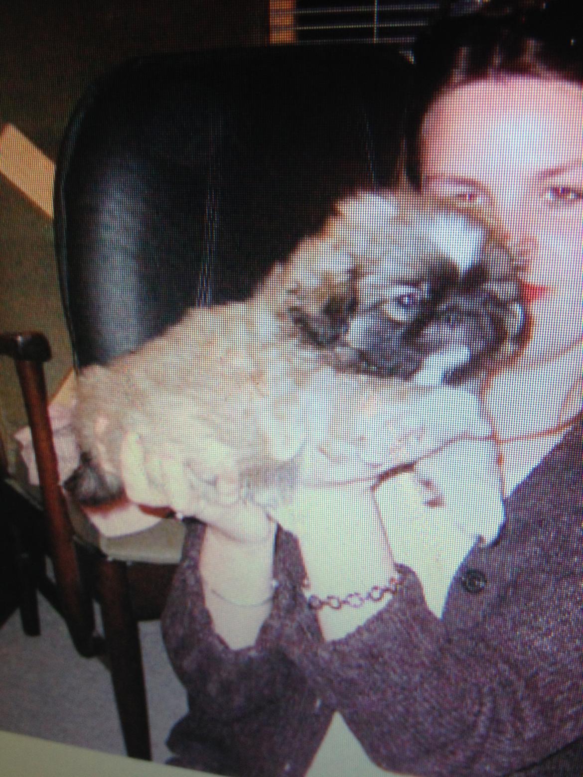 Pekingeser Theis - Theis hos opdrætter 2003 billede 12