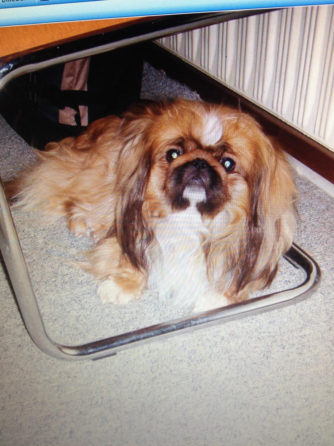 Pekingeser Theis - Theis 2006 billede 14