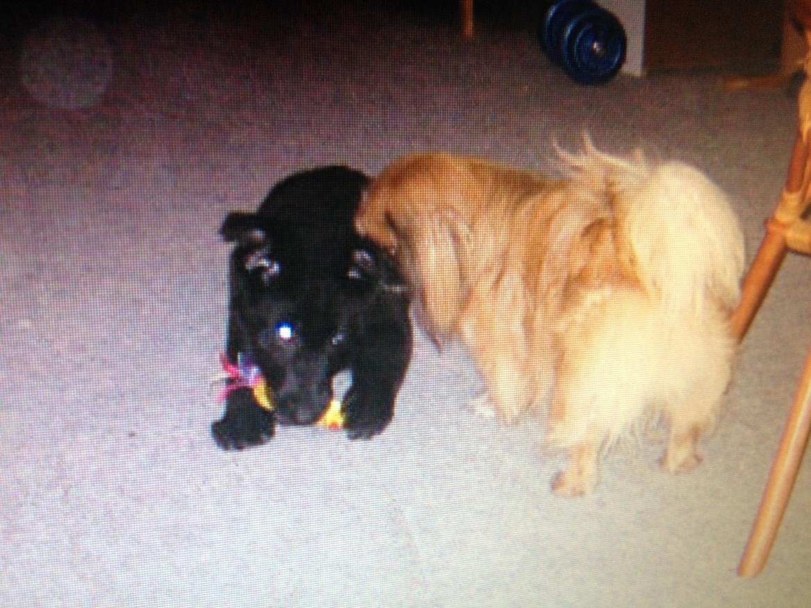 Pekingeser Theis - Theis leger med min brors sorte schæferhvalp Oliver, 2004 billede 15