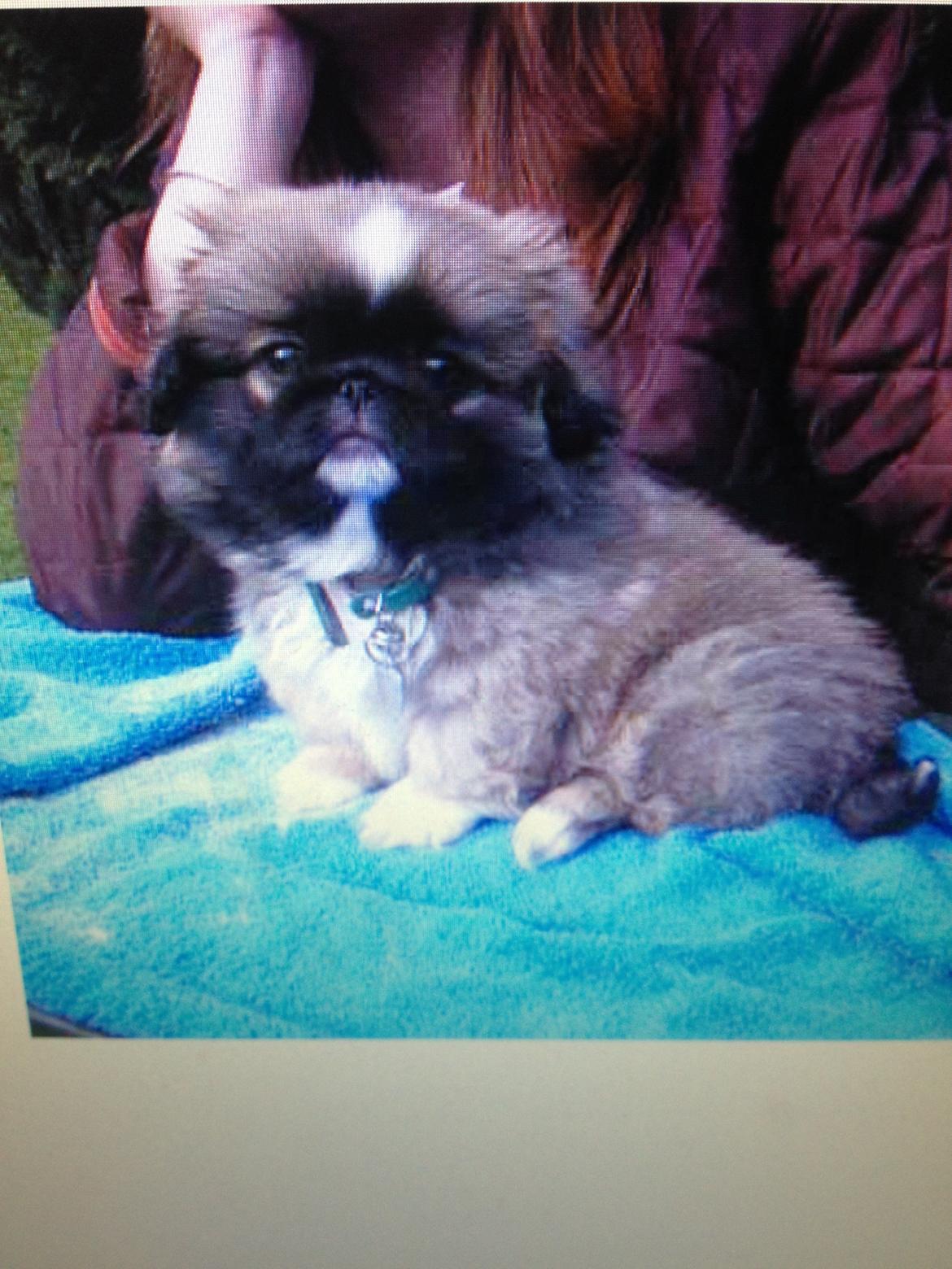 Pekingeser Theis - Theis på tur første gang efter han er flyttet hjem til os <3   2003 billede 16