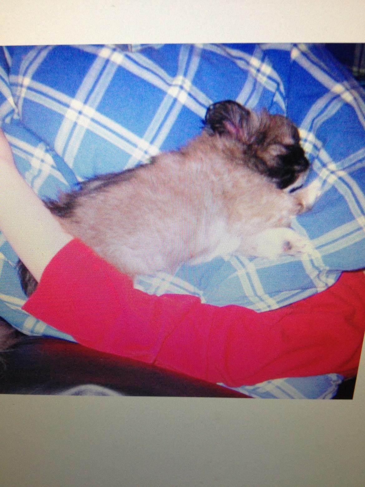 Pekingeser Theis - Baby Theis og mor sover 2003 billede 17