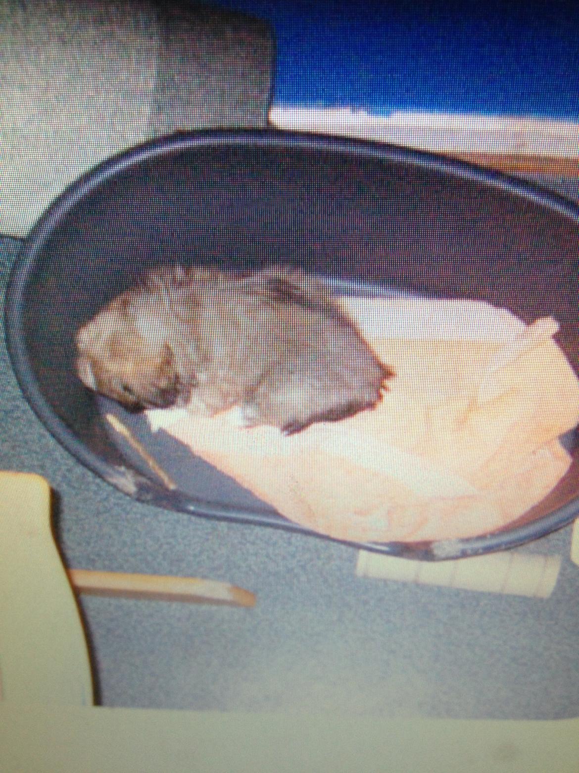 Pekingeser Theis - Theis fylder ikke ret meget i kurven 2003 billede 18