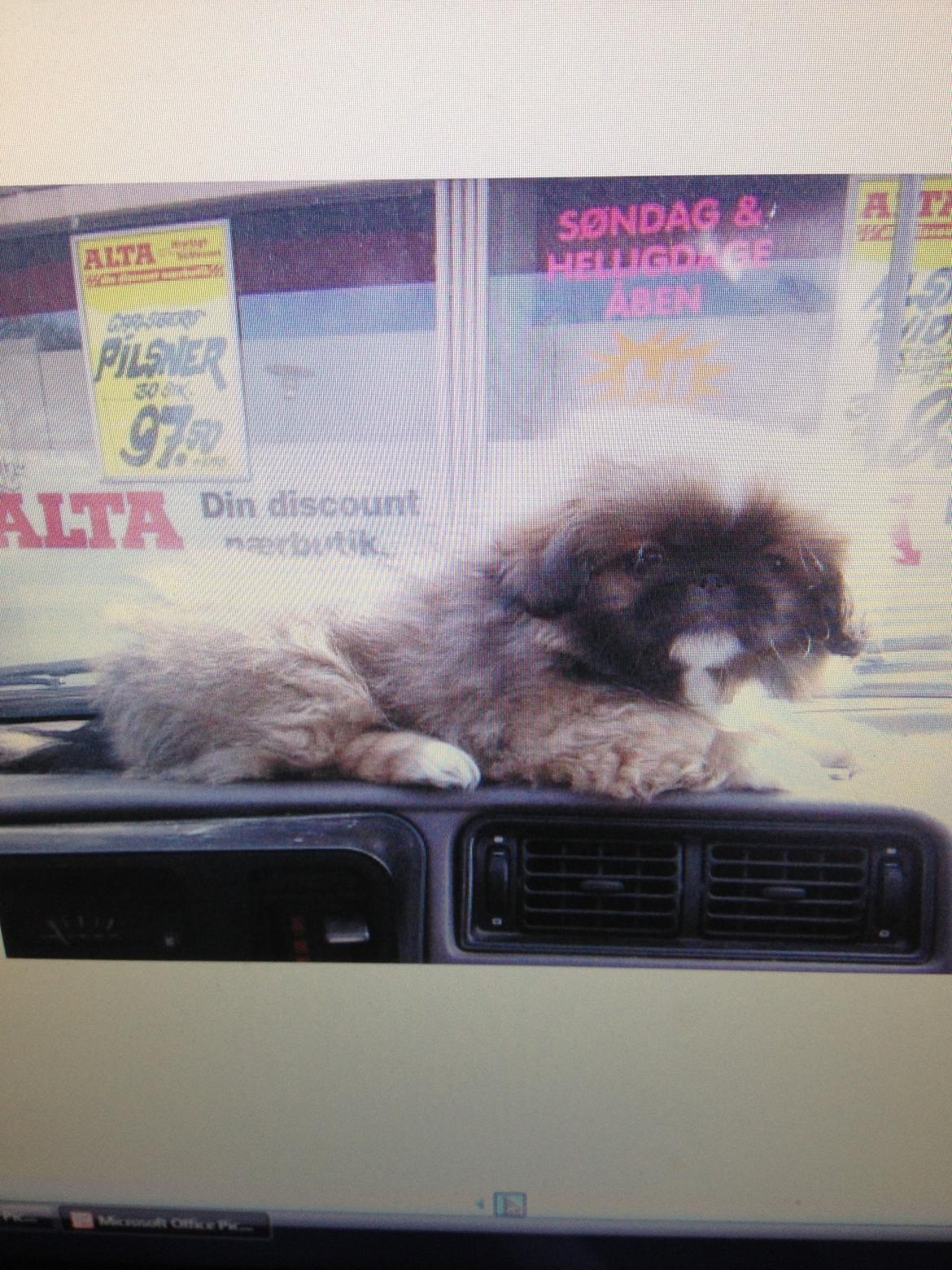 Pekingeser Theis - Theis kan lige ligge ved bilvinduet imens bilen er parkeret 2003 billede 19