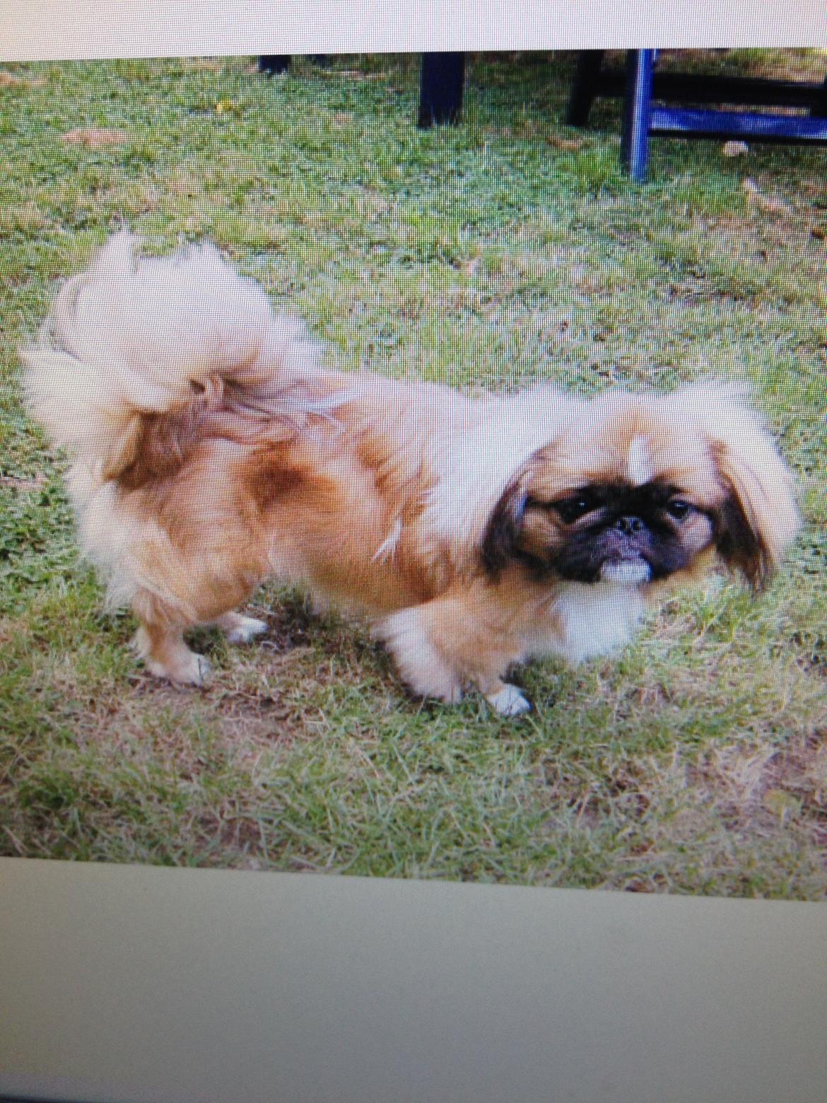 Pekingeser Theis - Så blev man teenager :D, 2004 billede 20