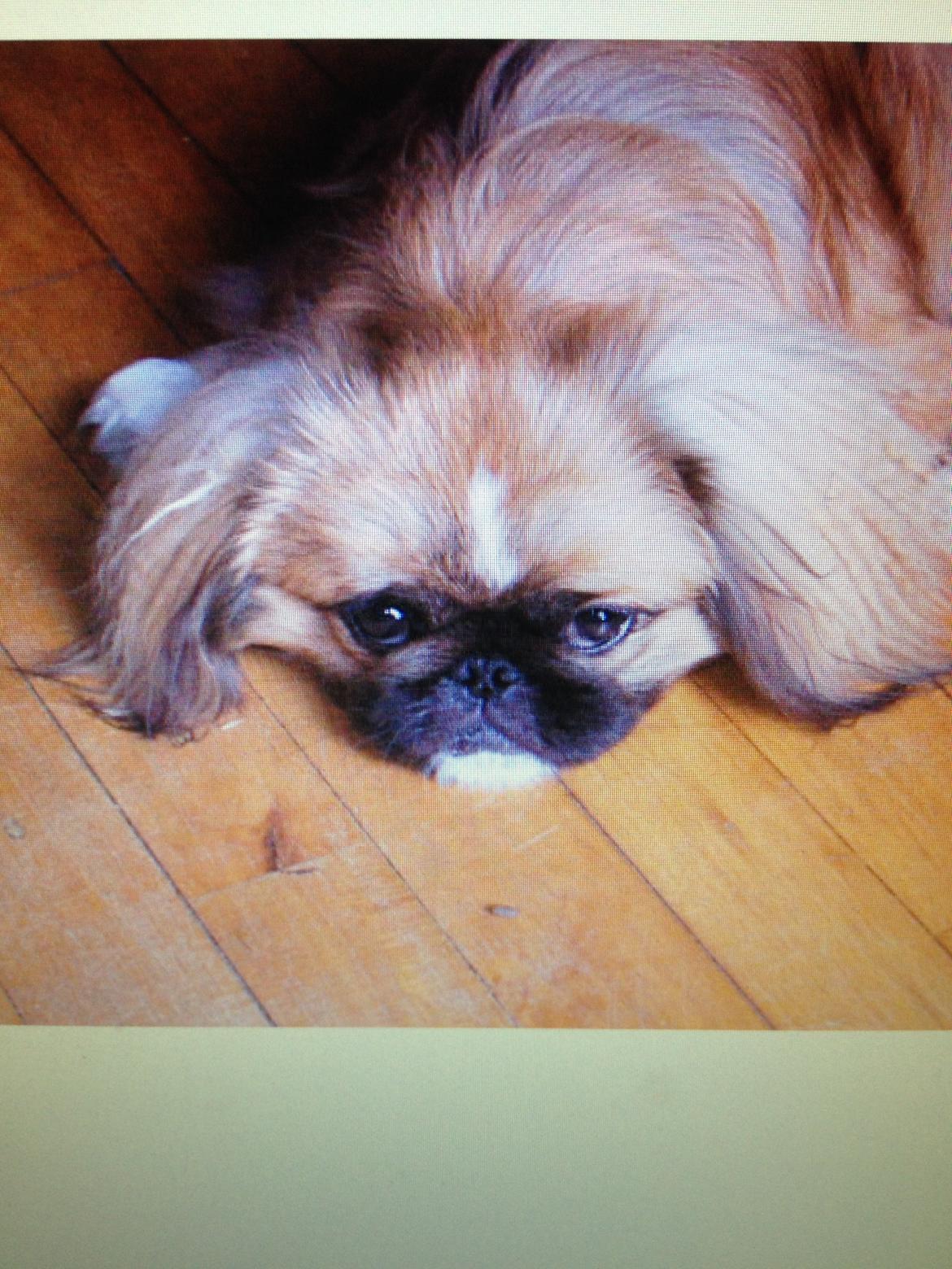 Pekingeser Theis - Teenager Theis 2004, så fin og smuk <3 billede 21