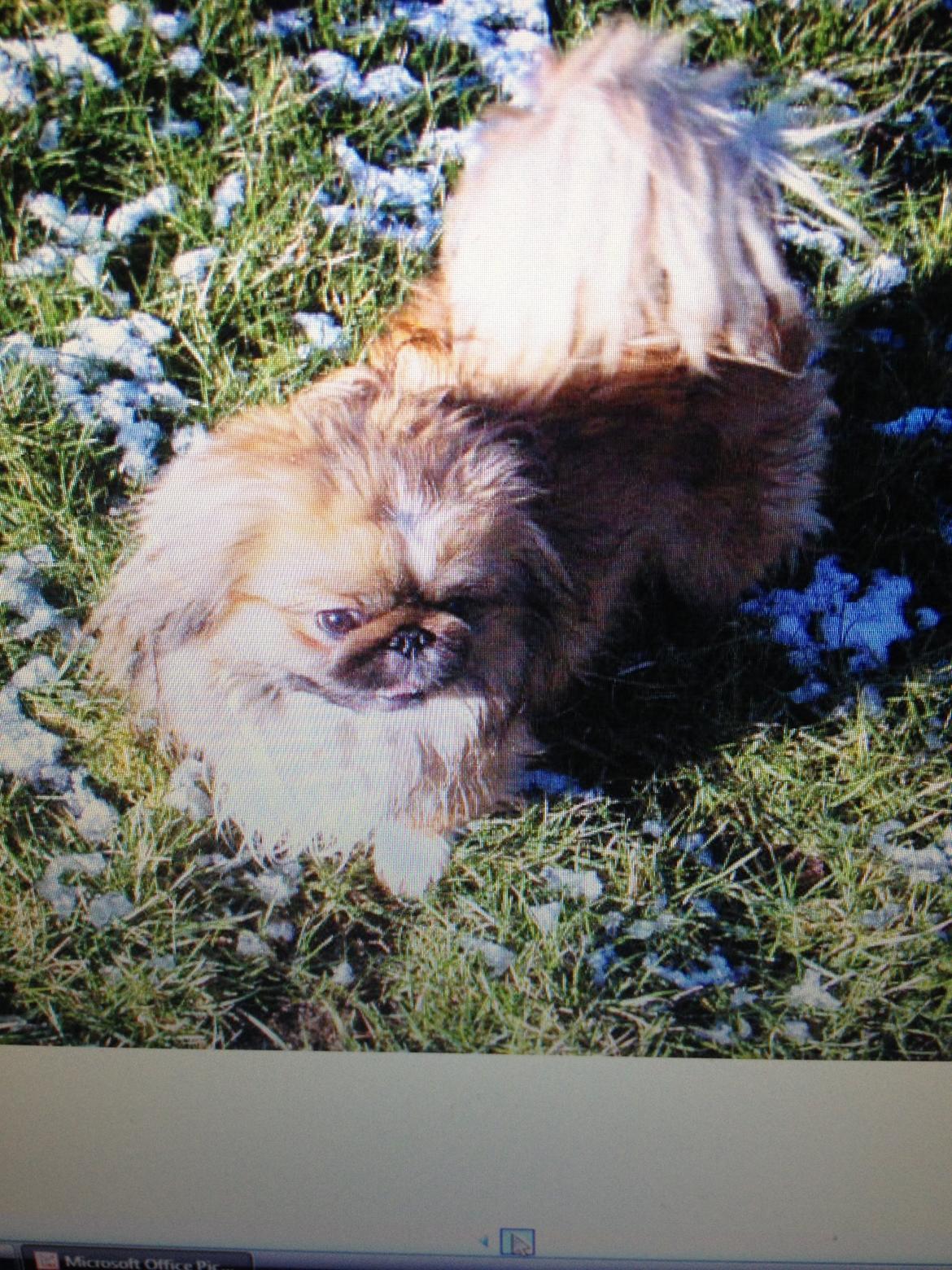 Pekingeser Theis - Theis elsker sne, han bliver så kåd og legesyg når der er sne. Skal vi lege mor???
2007 billede 22