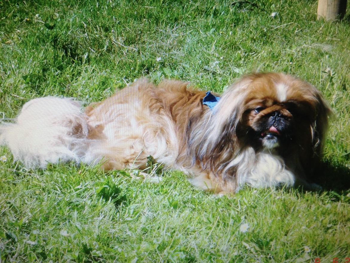 Pekingeser Theis - En varm sommerdag i 2006 billede 23