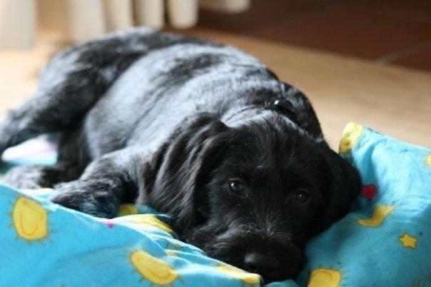 Ruhåret hønsehund Cent billede 13