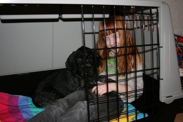 Ruhåret hønsehund Cent billede 14