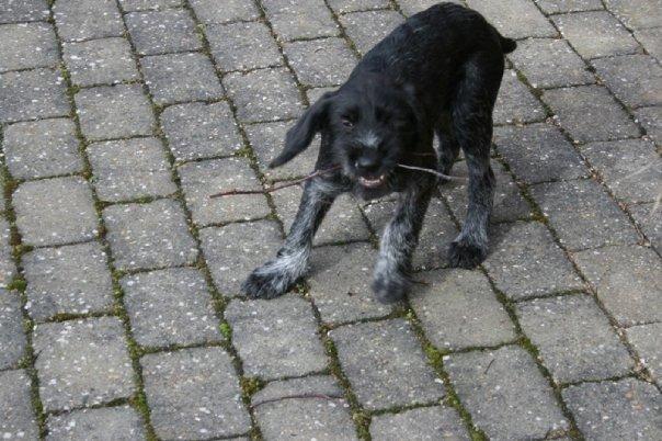 Ruhåret hønsehund Cent billede 17